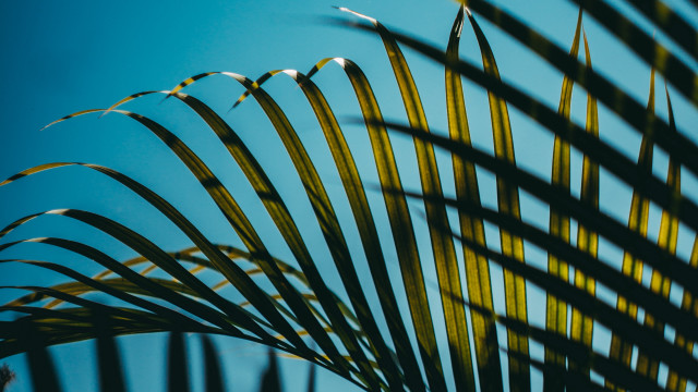 Palm tree long leaves blue free wallpaper for desktop - medium preview image