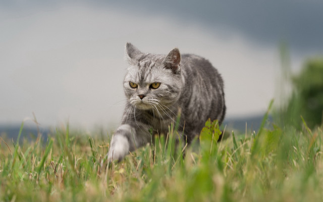 Cat walking grassy field cloudy free wallpaper for desktop - medium preview image