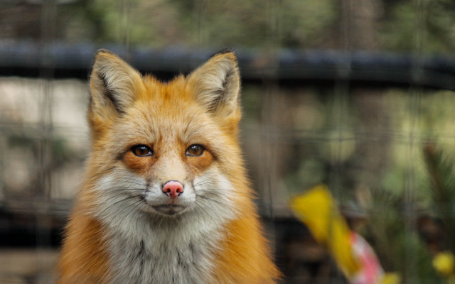 Fox fence blurry background furry free wallpaper for desktop - medium preview image