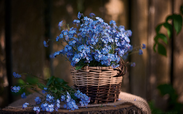 Blue flower basket stump outdoor free wallpaper for desktop - medium preview image