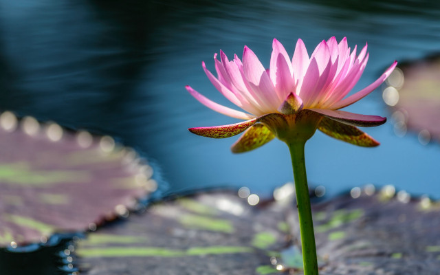 Pink flower lily pad water free wallpaper for desktop - medium preview image
