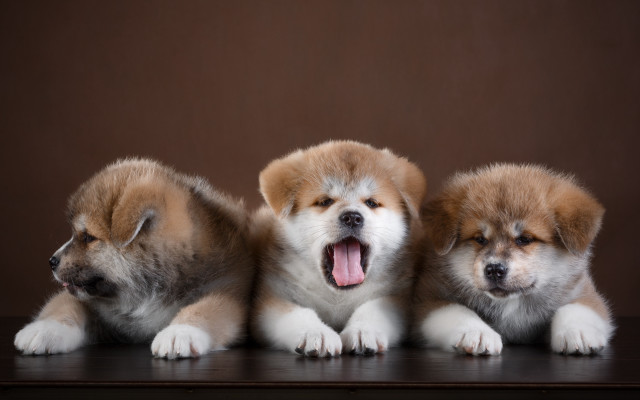 Three small dogs yawning photorealistic free wallpaper for desktop - medium preview image