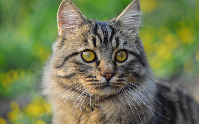 Black cat yellow eyes green #2 free wallpaper for desktop - medium preview image