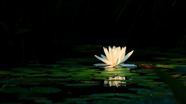 White flower pond lilies fox free wallpaper for desktop - medium preview image