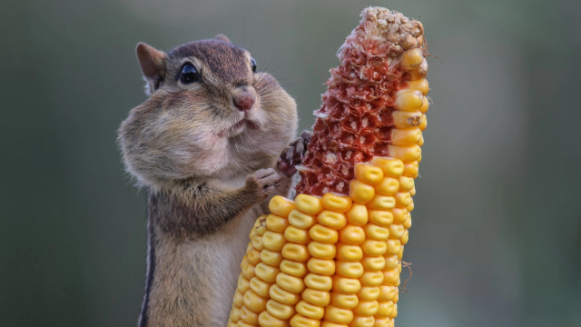 Squirrel eating corn cob paws free wallpaper for desktop - medium preview image