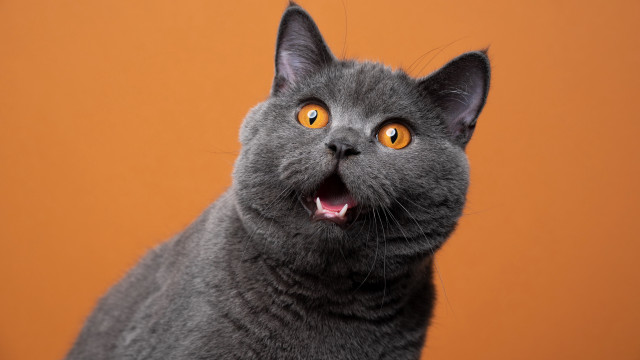 Gray cat yellow eyes black free wallpaper for desktop - medium preview image