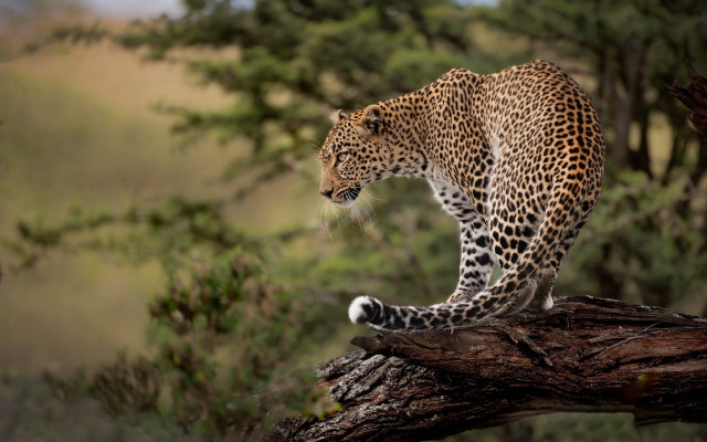 Leopard branch forest blurry background free wallpaper for desktop - medium preview image