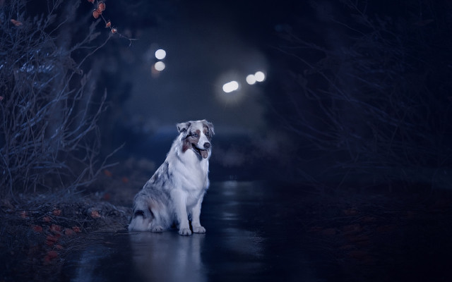 Dog wetroad night openmouth lights free wallpaper for desktop - medium preview image
