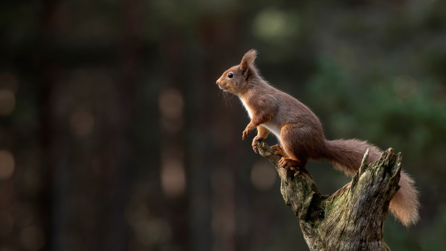 Squirrel tree branch woods tiltshift free wallpaper for desktop - medium preview image
