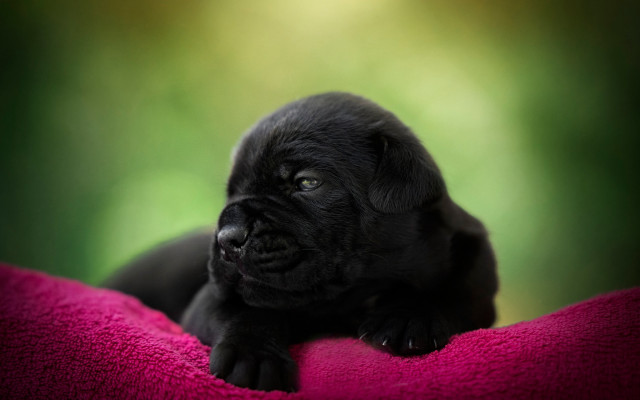 Black puppy pink blanket serious free wallpaper for desktop - medium preview image