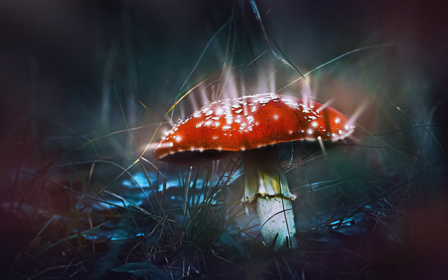 Red mushroom white cap grass free wallpaper for desktop - medium preview image