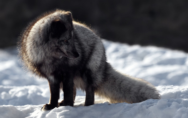 Furry animal snowy day mountain free wallpaper for desktop - medium preview image