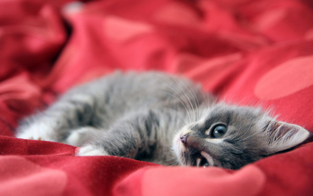 Kitten red blanket bed sheets #2 free wallpaper for desktop - medium preview image