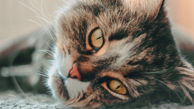 Cat looking camera open mouth free wallpaper for desktop - medium preview image