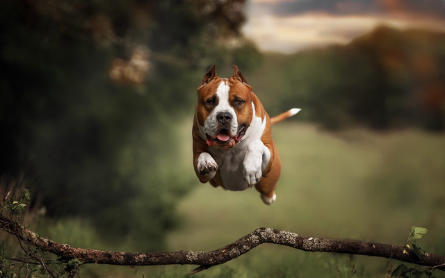 Dog jumping over branch blurry free wallpaper for desktop - medium preview image