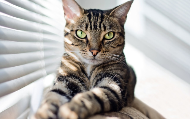 Black cat green eyes window #3 free wallpaper for desktop - medium preview image