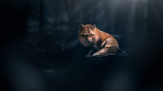 Fox dark sitting open eyed free wallpaper for desktop - medium preview image