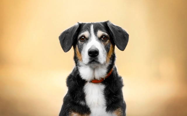 Dog red collar looking at free wallpaper for desktop - medium preview image