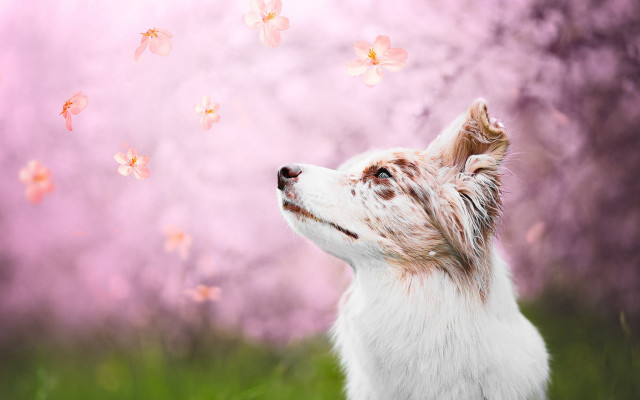 Dog butterflies pink background floral free wallpaper for desktop - medium preview image