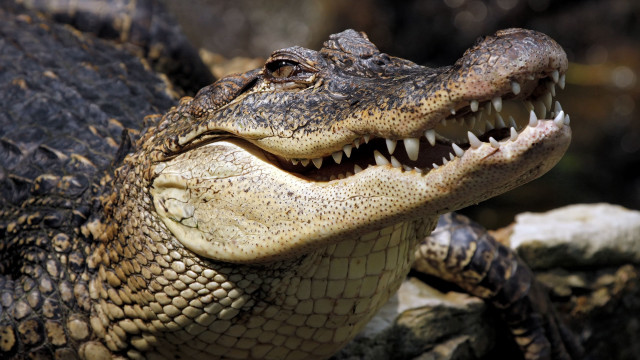 Crocodile open mouth sharp teeth free wallpaper for desktop - medium preview image