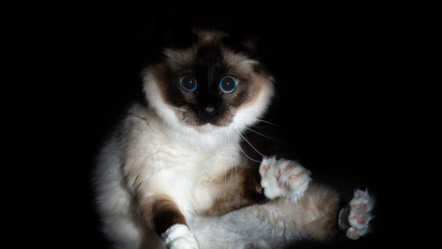 Blue eyed cat paw camera free wallpaper for desktop - medium preview image