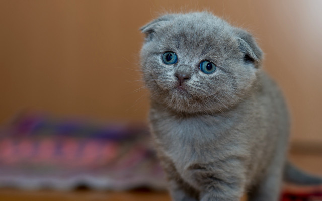 Gray kitten blue eyes rug free wallpaper for desktop - medium preview image