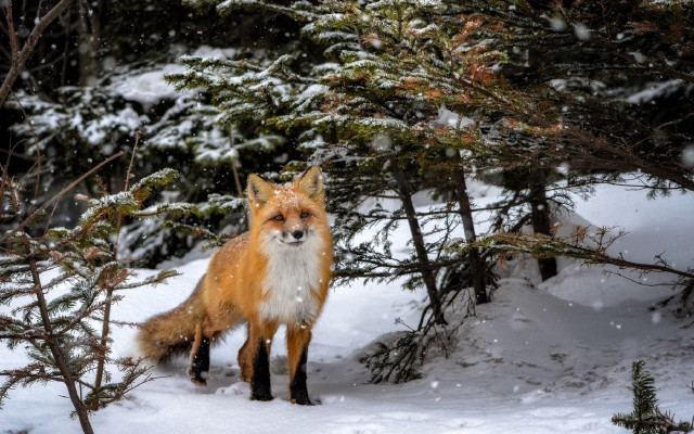 Fox snowy forest puzzle deer free wallpaper for desktop - medium preview image