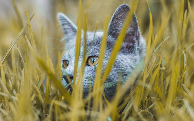 Blue eyed cat in tall free wallpaper for desktop - medium preview image