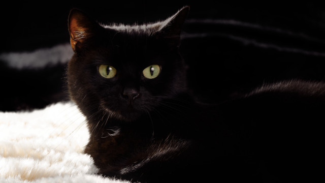 Black cat green eyes vanitas free wallpaper for desktop - medium preview image