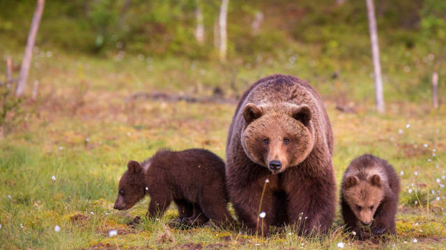 Mother bear cubs field flowers free wallpaper for desktop - medium preview image