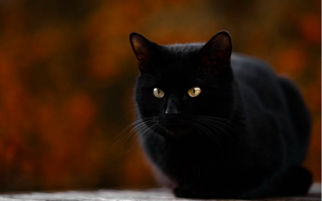 Black cat yellow eyes gothic #10 free wallpaper for desktop - medium preview image