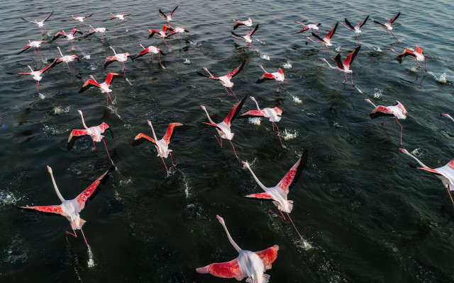 Flock pink white birds lake free wallpaper for desktop - medium preview image