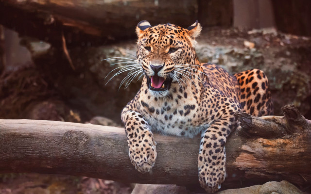 Leopard yawning log outdoors camouflage free wallpaper for desktop - medium preview image