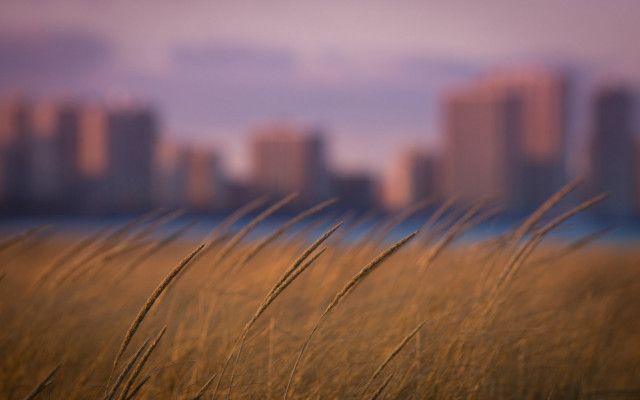 Tall grass field city blurry free wallpaper for desktop - medium preview image