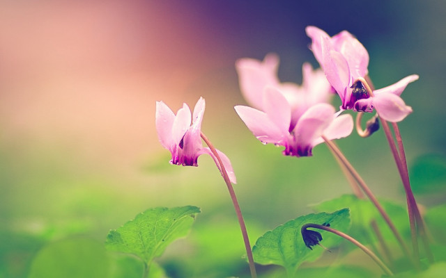 Flower butterfly macro nature blurry free wallpaper for desktop - medium preview image