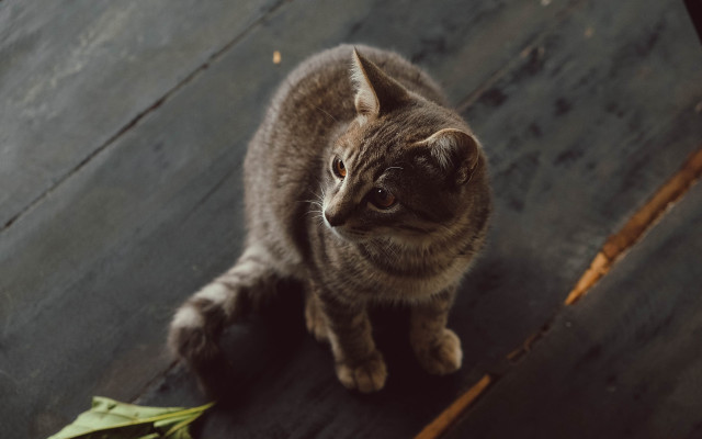 Cat sad look on wooden free wallpaper for desktop - medium preview image