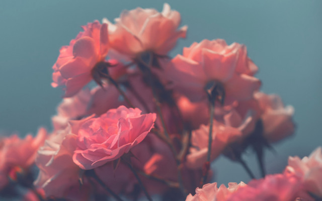 Pink flowers blurry bokeh roses free wallpaper for desktop - medium preview image