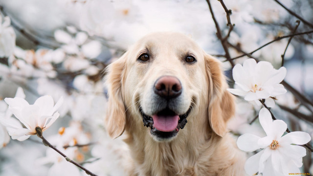 Dog tree flower blooming smiling free wallpaper for desktop - medium preview image