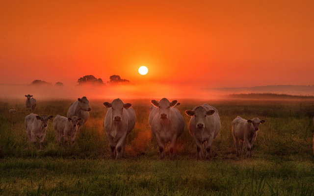 Cows sunset fog field art free wallpaper for desktop - medium preview image
