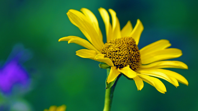 Yellow flower blue background blurry free wallpaper for desktop - medium preview image