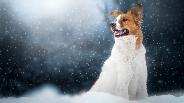 Dog snow winter furry art free wallpaper for desktop - medium preview image