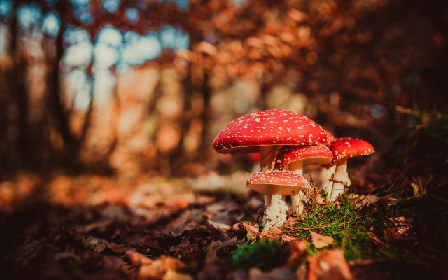Mushrooms woods autumn leaves nature free wallpaper for desktop - medium preview image