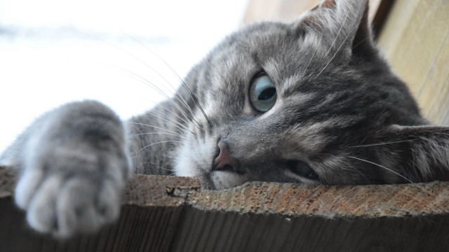 Cat fence look over paw free wallpaper for desktop - medium preview image