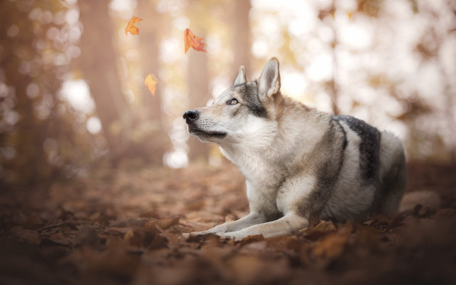 Husky leaves forest falling leaf free wallpaper for desktop - medium preview image