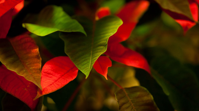 Red green plant macro blurry free wallpaper for desktop - medium preview image