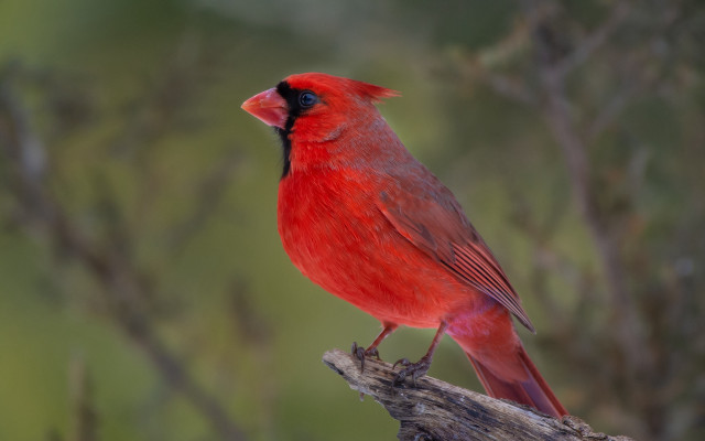Red bird branch nature photorealistic free wallpaper for desktop - medium preview image