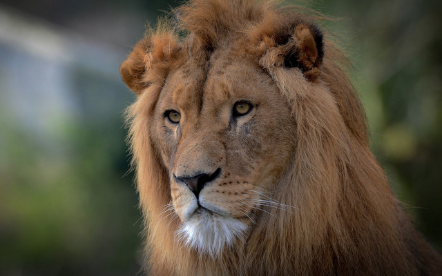 Lion closeup portrait naturalism animal free wallpaper for desktop - medium preview image