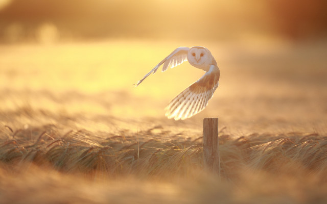Barn owl flying wheat sunset free wallpaper for desktop - medium preview image