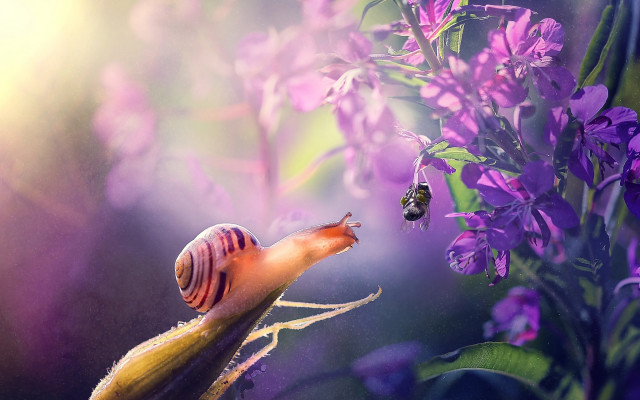 Snail purple flower bees ecological free wallpaper for desktop - medium preview image
