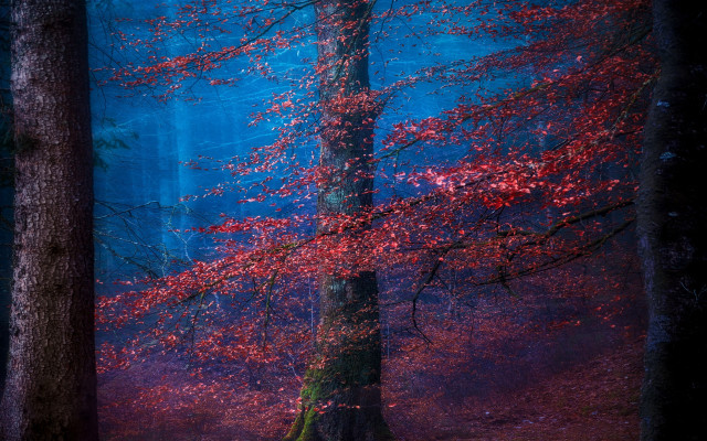 Forest red tree mystical night free wallpaper for desktop - medium preview image